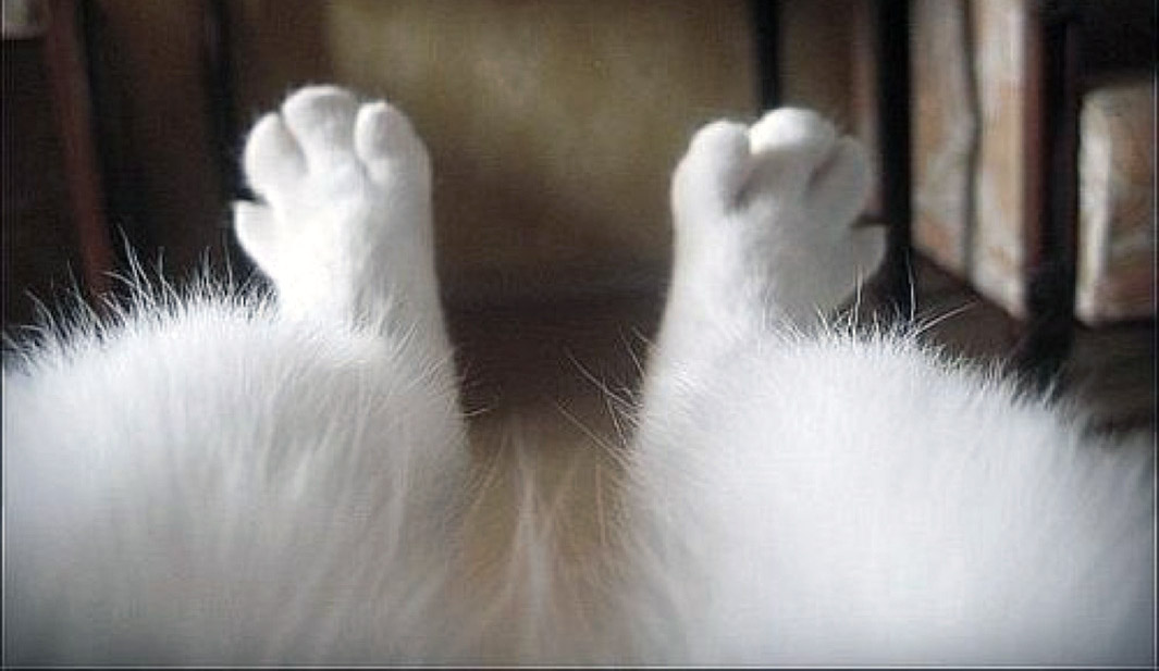 cat-legs