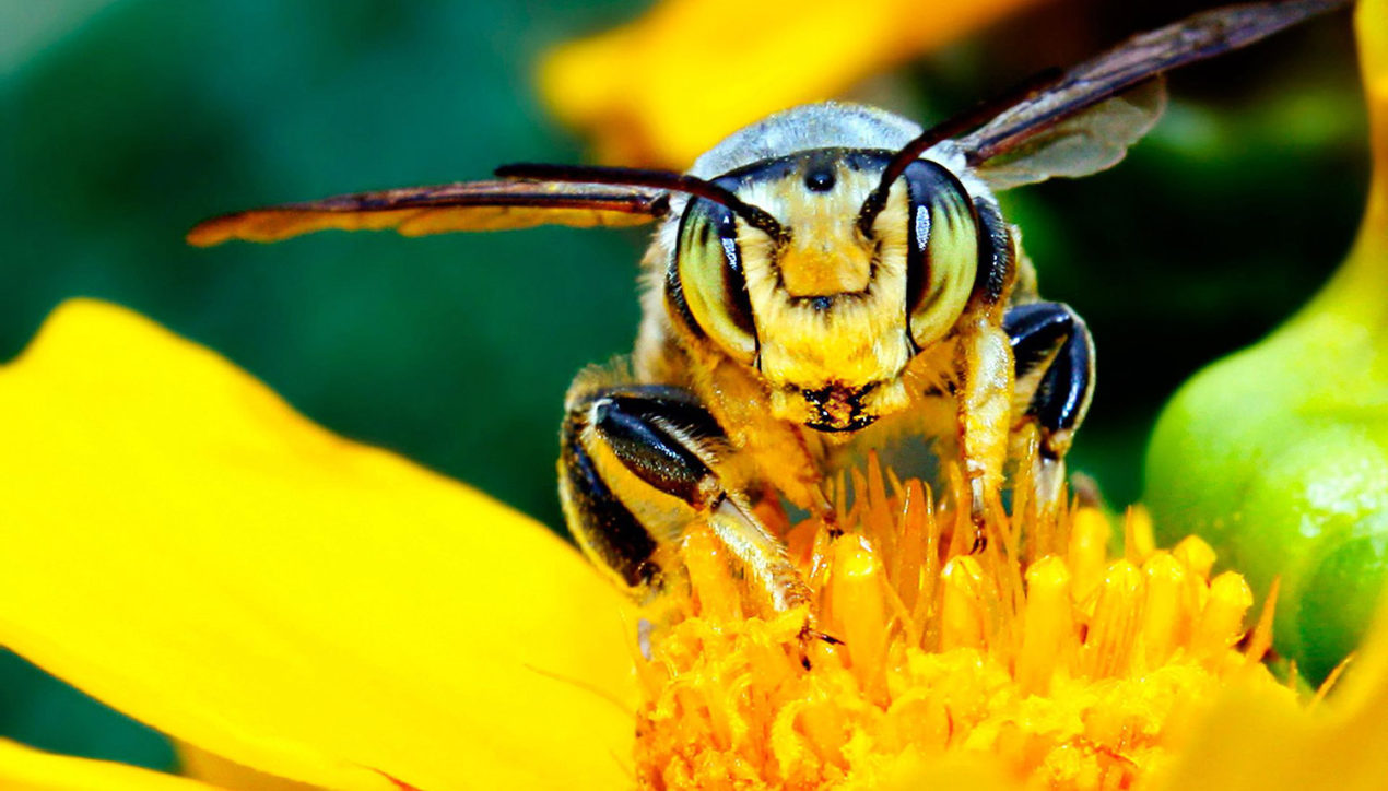 Пчёлы в кризисе не участвуют
