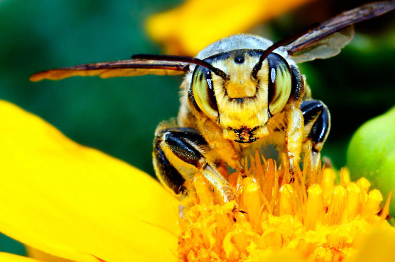 Пчёлы в кризисе не участвуют
