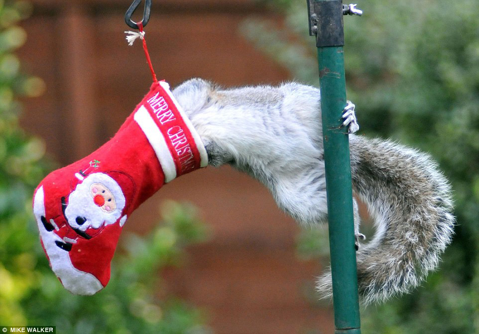 На фото: белка проверяет свой рождественский подарок, оставленный для неё любителем природы Sue Perring (Purbrook, Hampshire). Источник: dailymail