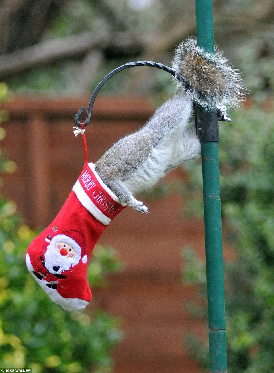 На фото: белка проверяет свой рождественский подарок, оставленный для неё любителем природы Sue Perring (Purbrook, Hampshire). Источник: dailymail