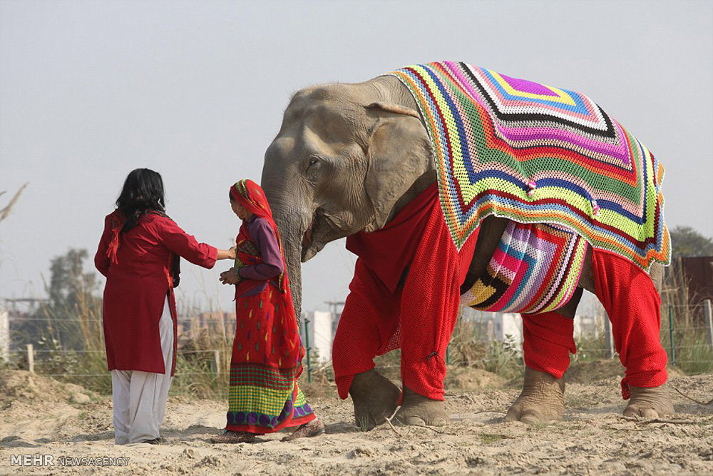 В Индии слоны носят тёплые чулки и накидки