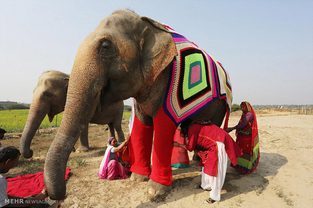 В Индии слоны носят тёплые чулки и накидки