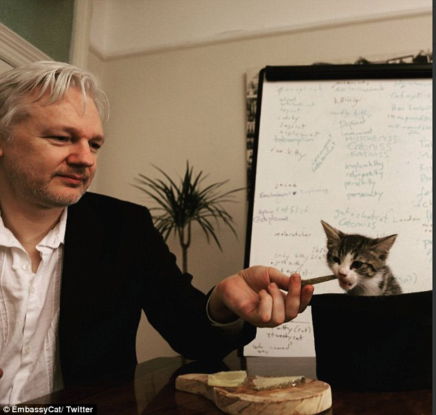 EmbassyCat & Julian Assange