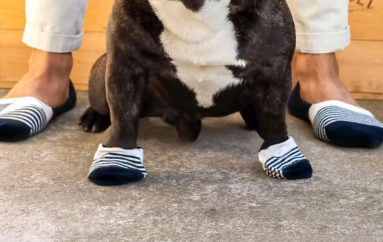 Носки для собак
