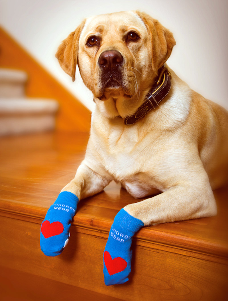 Домашние носки для собак
