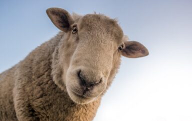 Что такое virgin wool — «девственная» шерсть