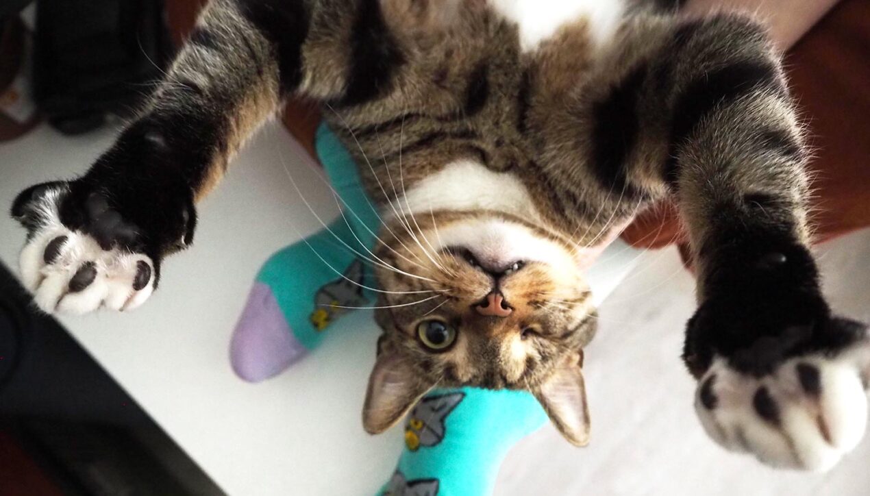 «Мир, дружба, лапки!» | Бездомные животные на этикетках дизайнерских носков