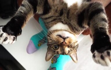 «Мир, дружба, лапки!» | Бездомные животные на этикетках дизайнерских носков