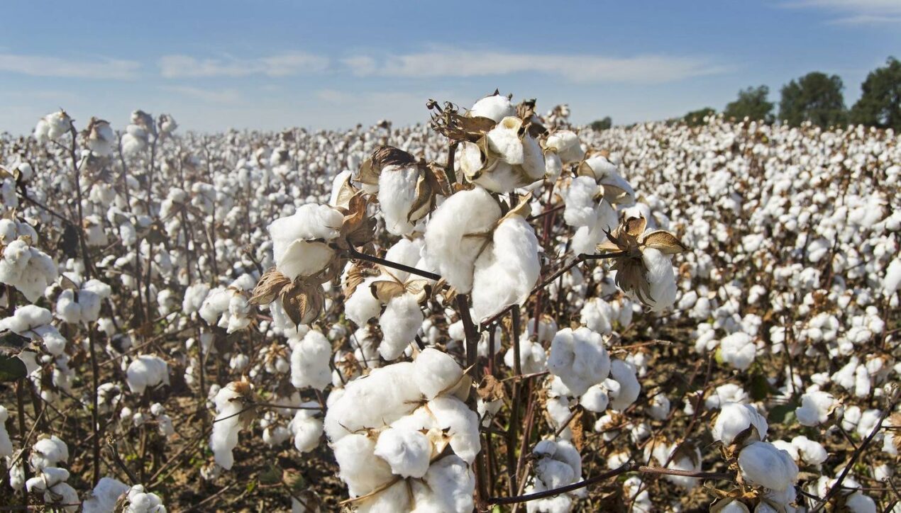Десять предприятий США подписали протокол US Cotton Trust Protocol