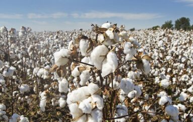 Десять предприятий США подписали протокол US Cotton Trust Protocol