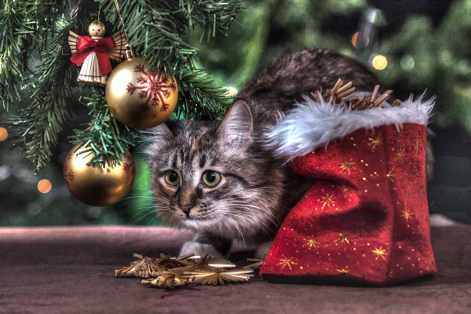 В канун Рождества модный кот Йолакеттурин ходит по домам и проверяет подарки