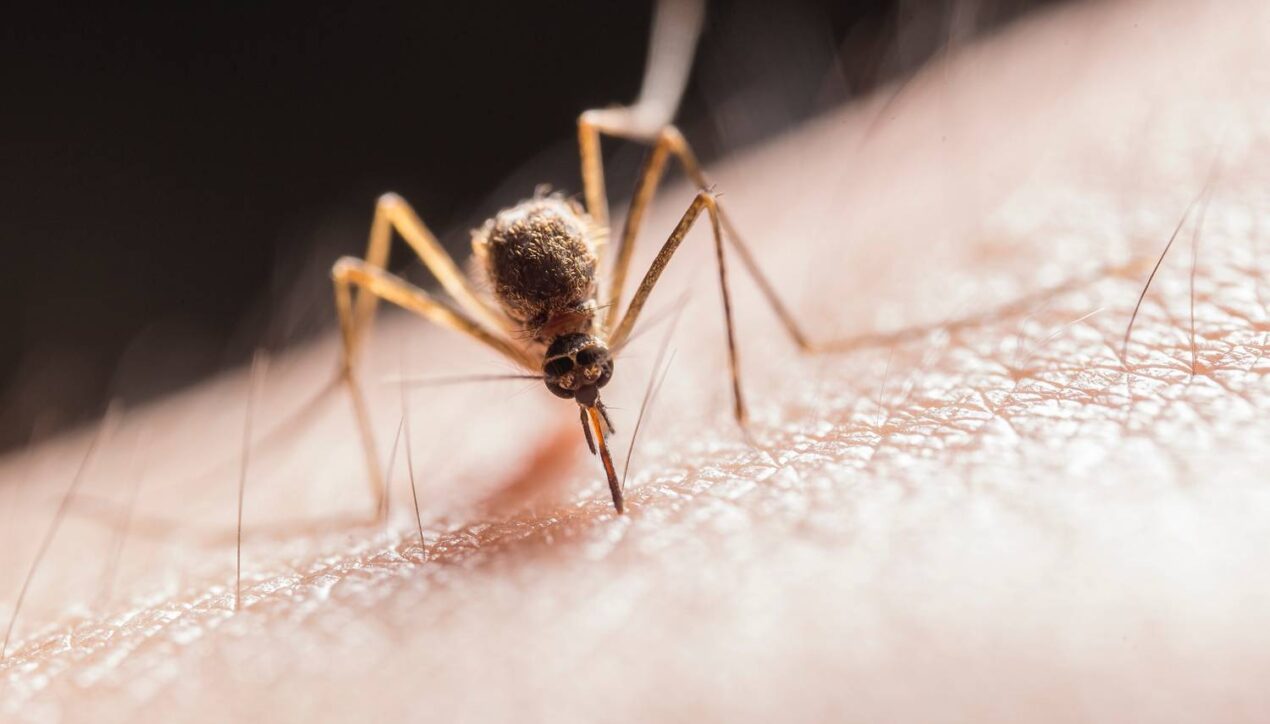 Компания No Buzz создаёт носки с защитой от укусов комаров