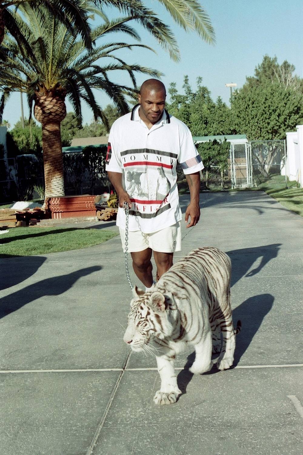 Майк Тайсон на прогулке с тигром. 