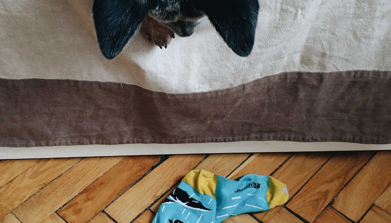 Разбросанные по дому носки могут быть опасны для собак
