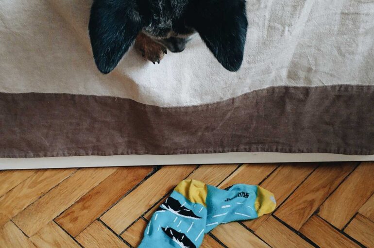Разбросанные по дому носки могут быть опасны для собак