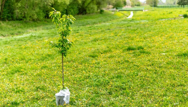 Компания-производитель экологичных носков посадит 50 000 деревьев в сельских районах Индии